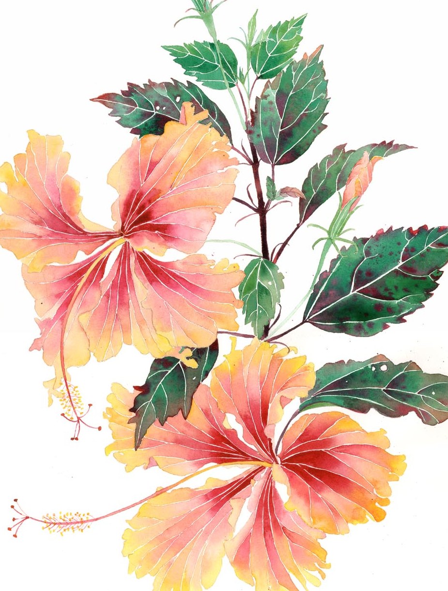 [double+hibiscus+cropped.jpg]