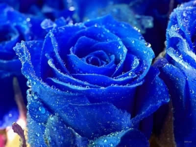 [rosa%20azul1.jpg]