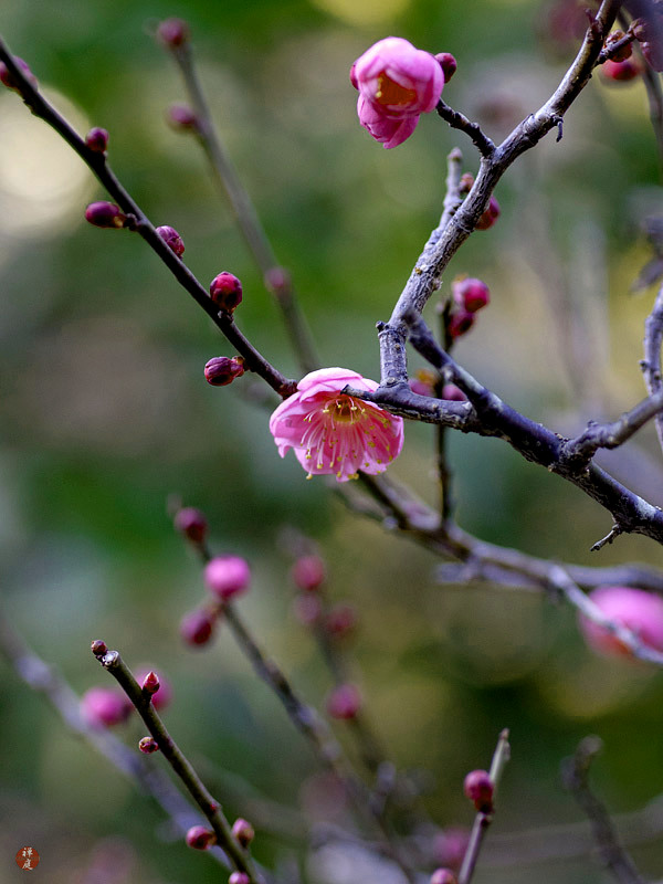 FROM THE GARDEN OF ZEN Red Ume (Japanese apricot) flowers in Engakuji