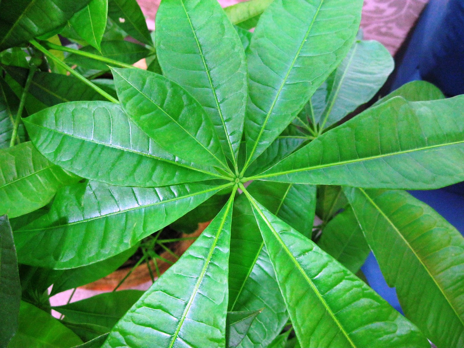8 Leaves Money Tree