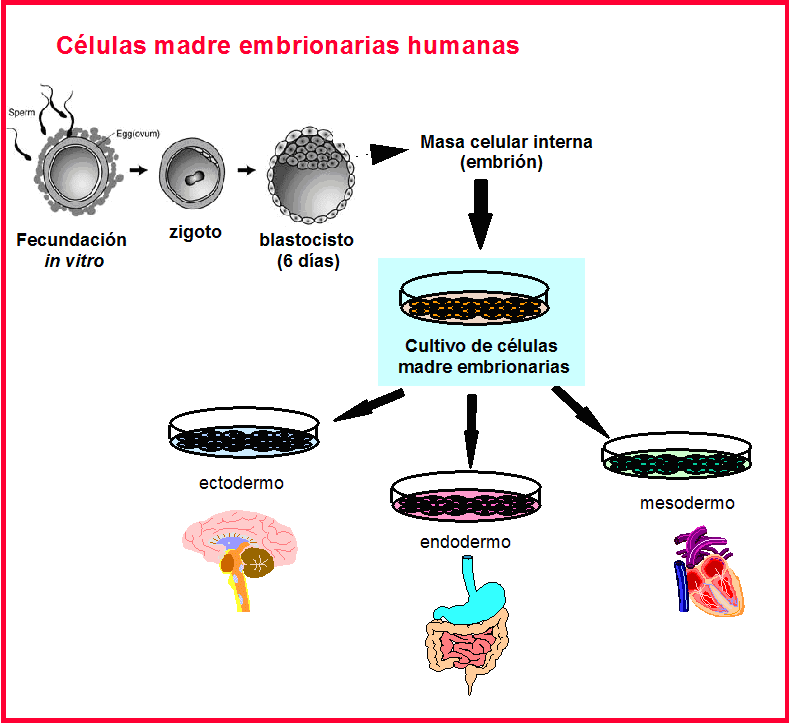 BIOQUIMICA HISTORIA DE LA CLONACIÓN