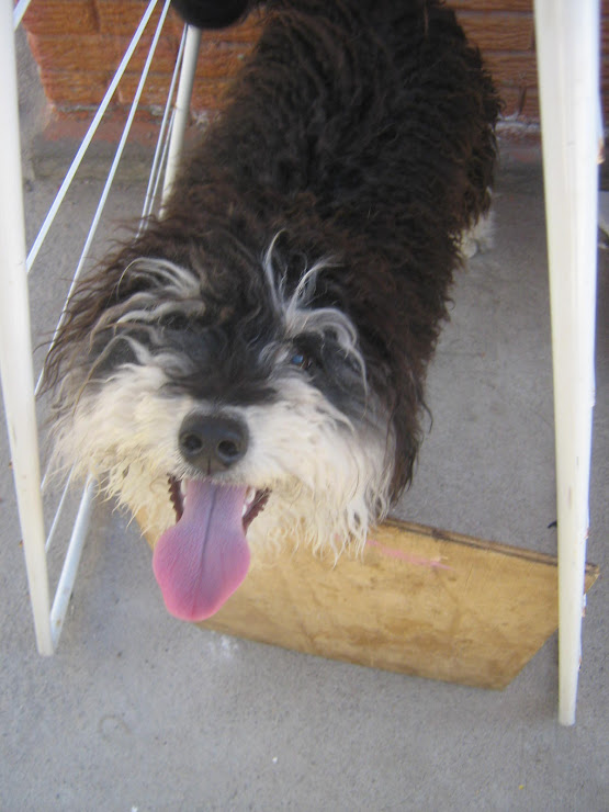 dog / perros / Haushund / chien /Σκύλος