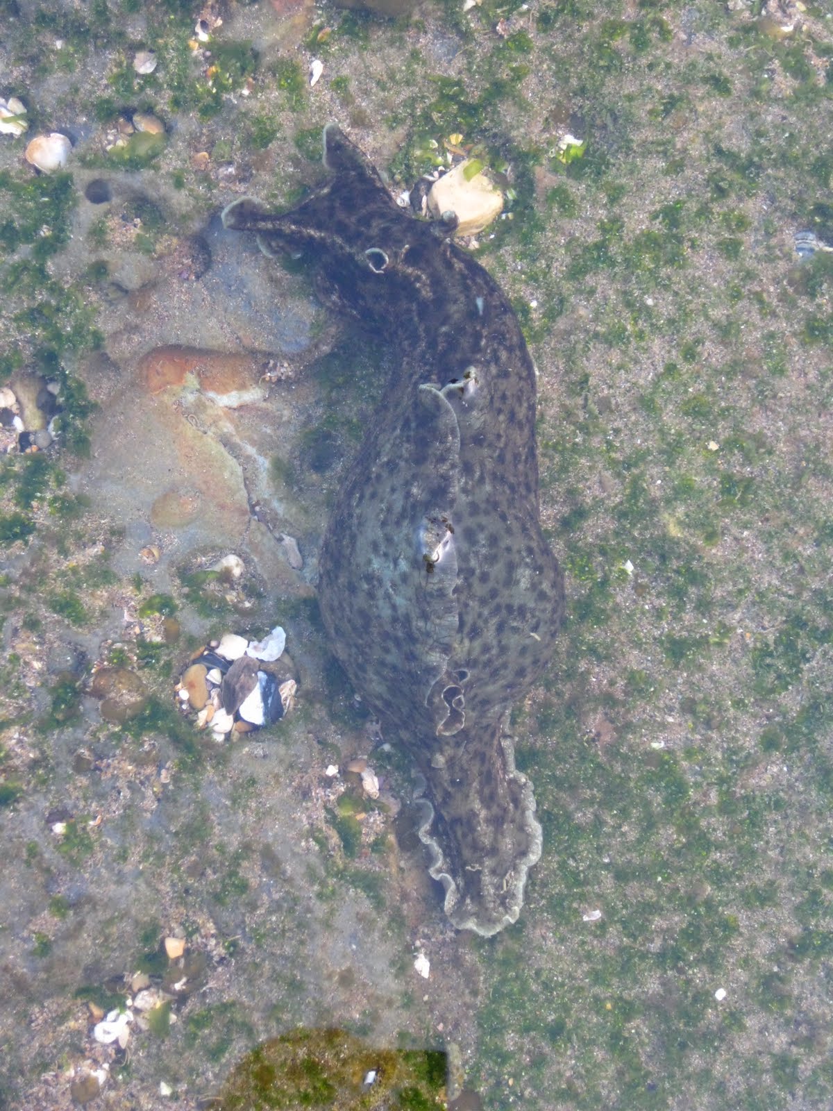 Abalone Cove tide pools May 2010