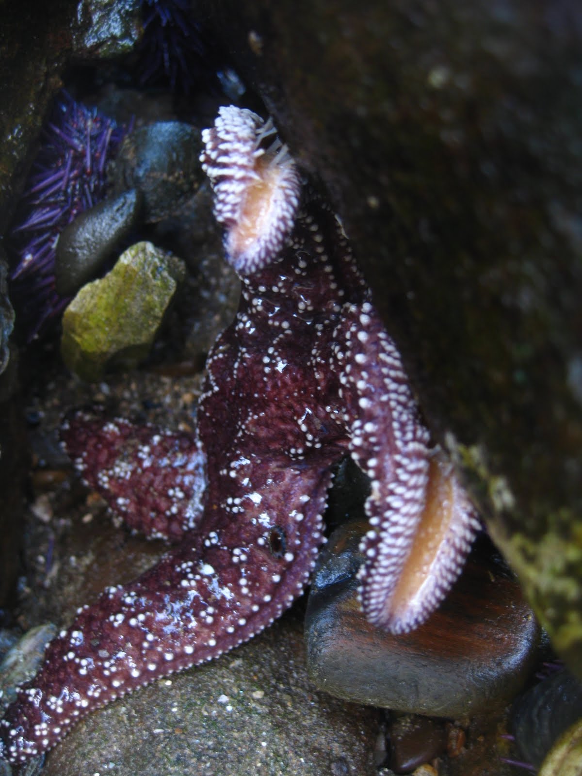 Abalone Cove tide pools May 2010