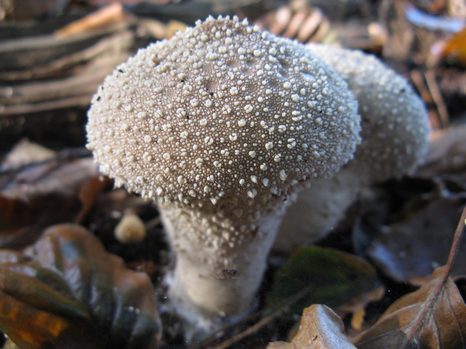 Deep bue sea THE STRANGE WORLD OF MUSHROOMS ABOVE AND BELOW