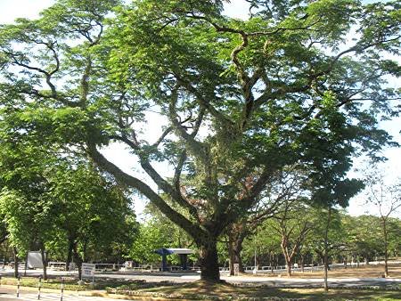 acacia tree in Ateneo de Manila