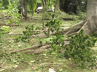 fallen branches from typhoon Frank