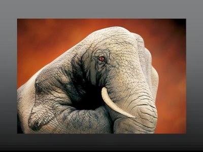 [elefante2.JPG]