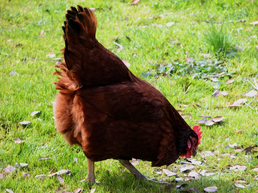 dead-dog-walking-eggs