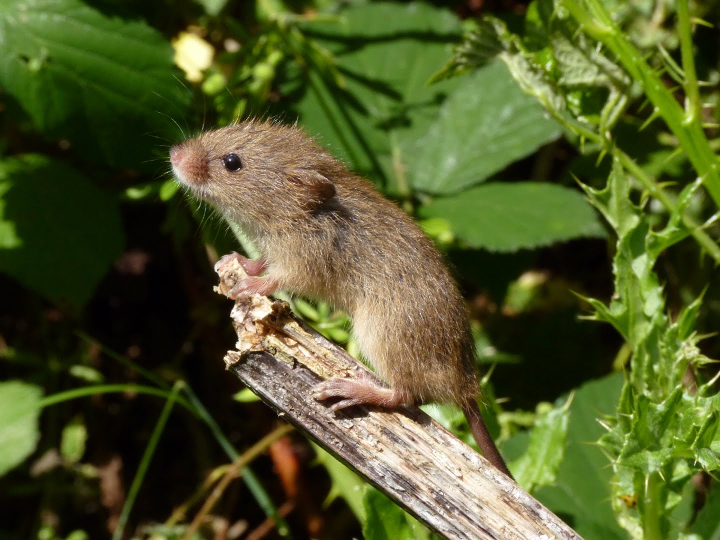 Sussex Nature Harvest Mice West Sussex