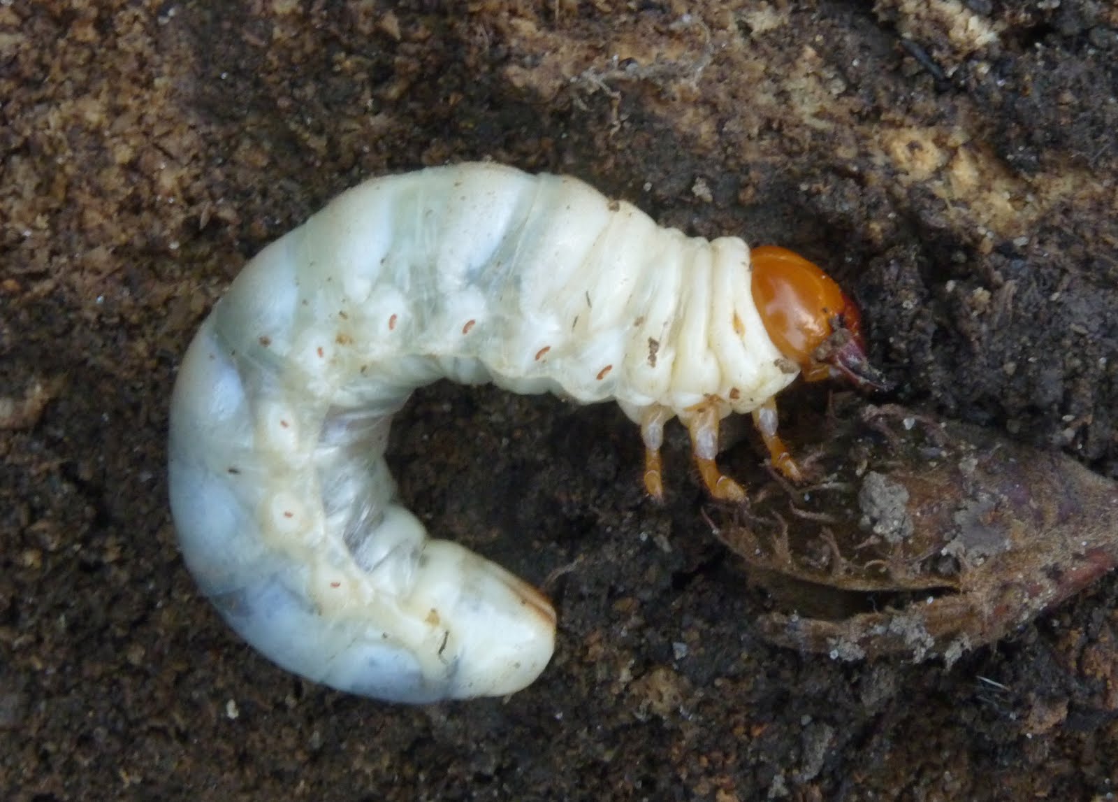 Sussex Nature: Stag Beetle - Warnham LNR