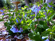 Some Spring Flowers in Bloom at my Aunt's House: (virginia bluebells)
