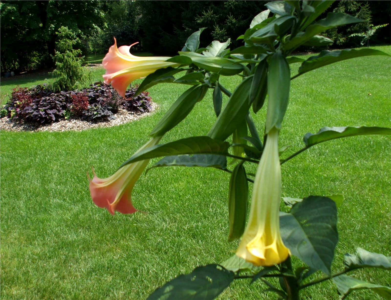 A Rose in the Garden Tropical Heat