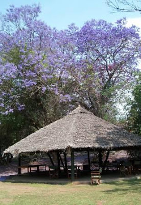 Tanzania 2010-2011: Christmas Trees &ndash; Merry Christmas!