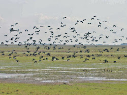 birds flocks unison fly bird flock landing report wildbird flights