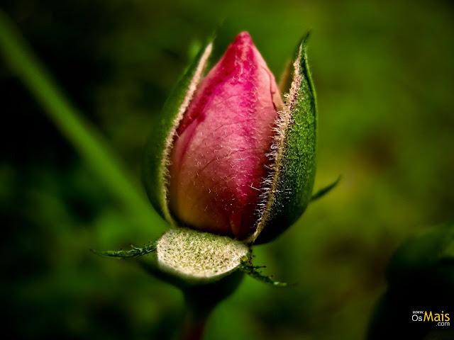 Sim, eu amo flores