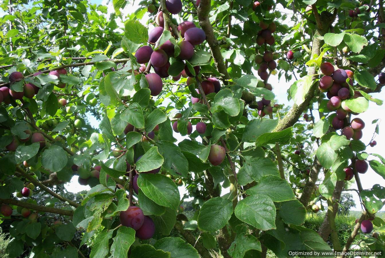 Carole Johnston plum season is here