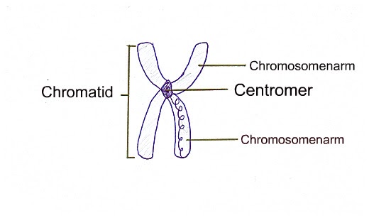 Wie Ist Ein Chromosomen Aufgebaut Schüler helfen Schülern: GENETIK 2. Bau und Funktion der Chromosomen
