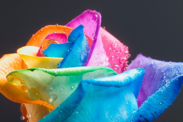 rainbowrose01.jpg