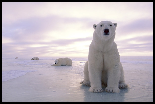 gambar binatang - foto beruang kutub