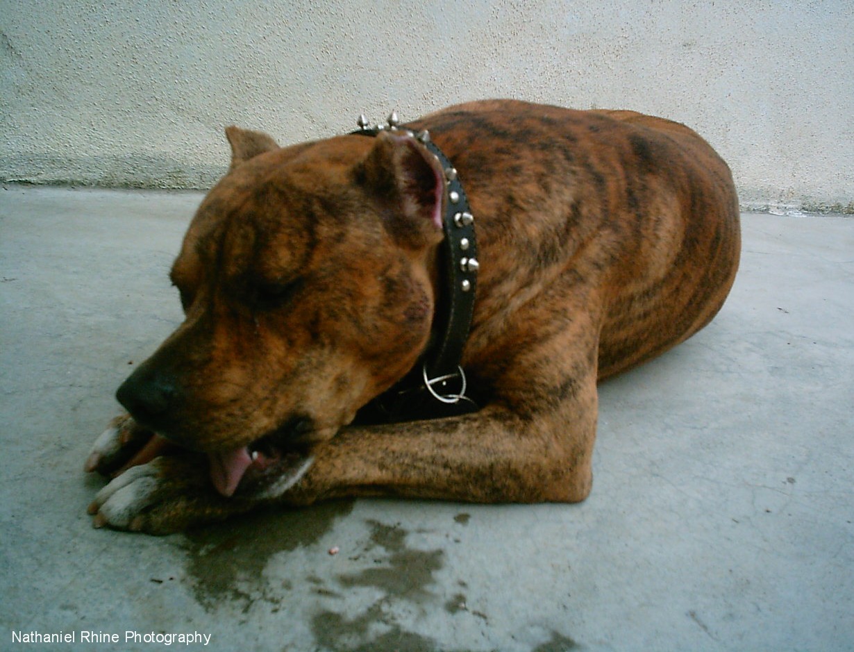 Soldier The Almighty American Pit Bull Terrier Enjoying a Meaty Raw Bone