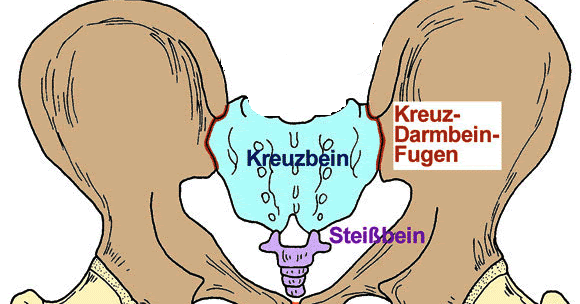 Anatomy: Beckenknochen