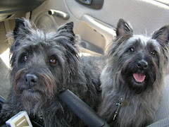 Louie and Maggie, Cairn Terriers