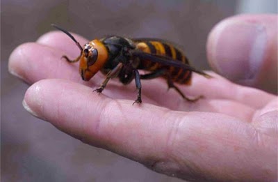 hornet giant japanese creature feature afterthought inches huge around