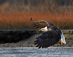 Read About the Chilkat Alaska Bald Eagle Preserve