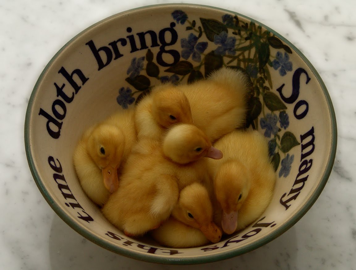 Willowbrook Park Everything's a box of fluffy ducks...