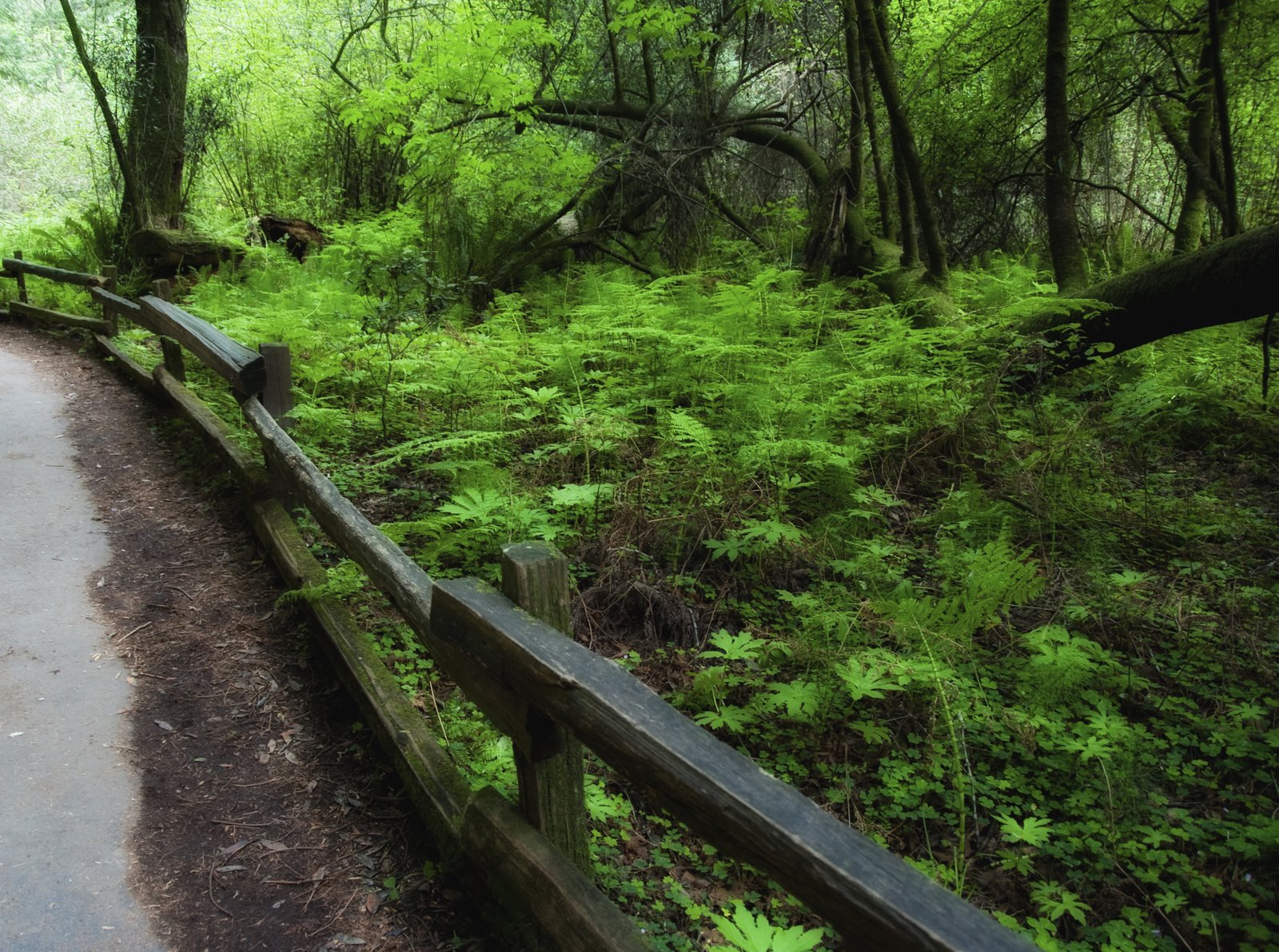 [green+path+(1+of+1).jpg]