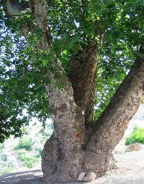 Sycamore tree in Hajikan at Rajo