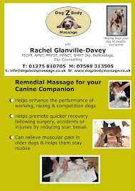 Dog Z Body Massage