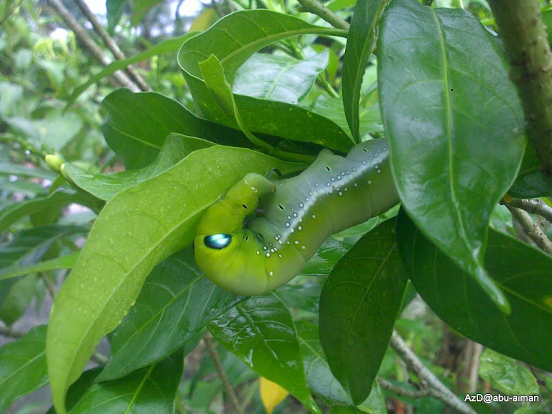 Sepatah Kata Seulas Bicara: Ulat Beluncas