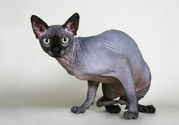 GATO SPHYNX GATO SPHYNX