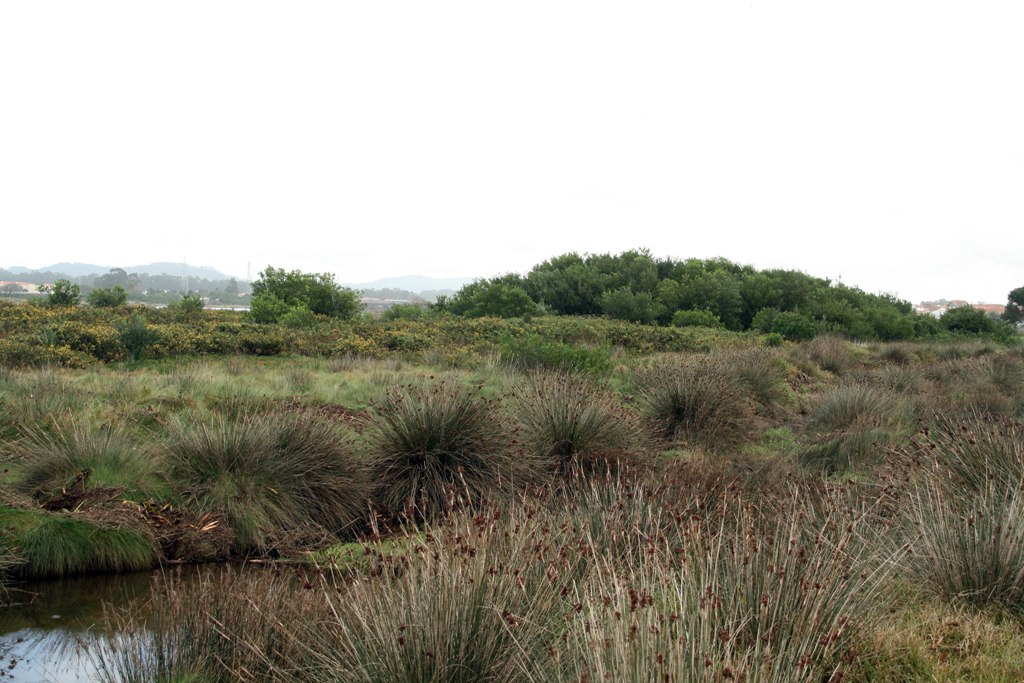 [Estuário Cávado0252.JPG]