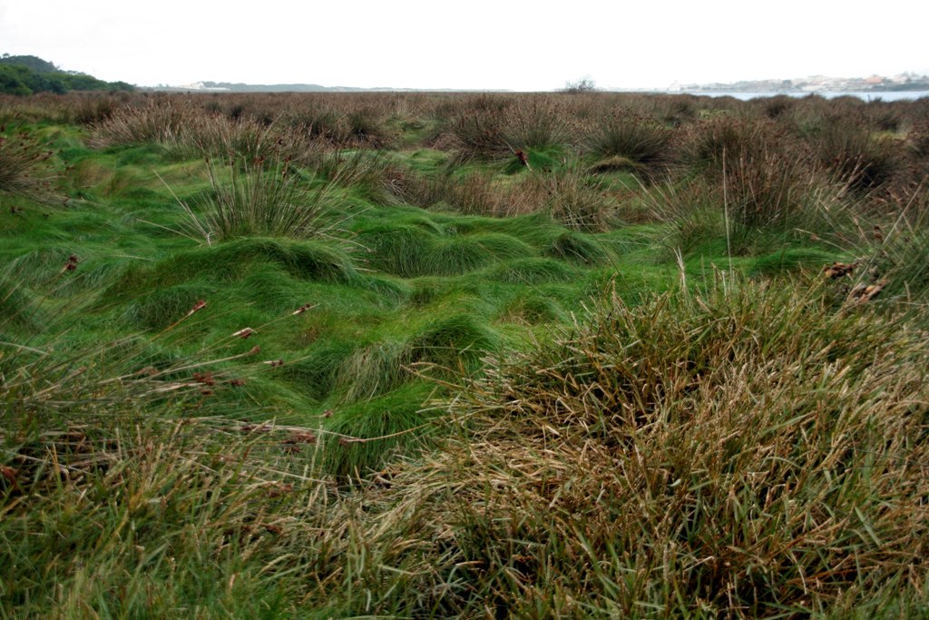 [Prado-juncal0247.JPG]