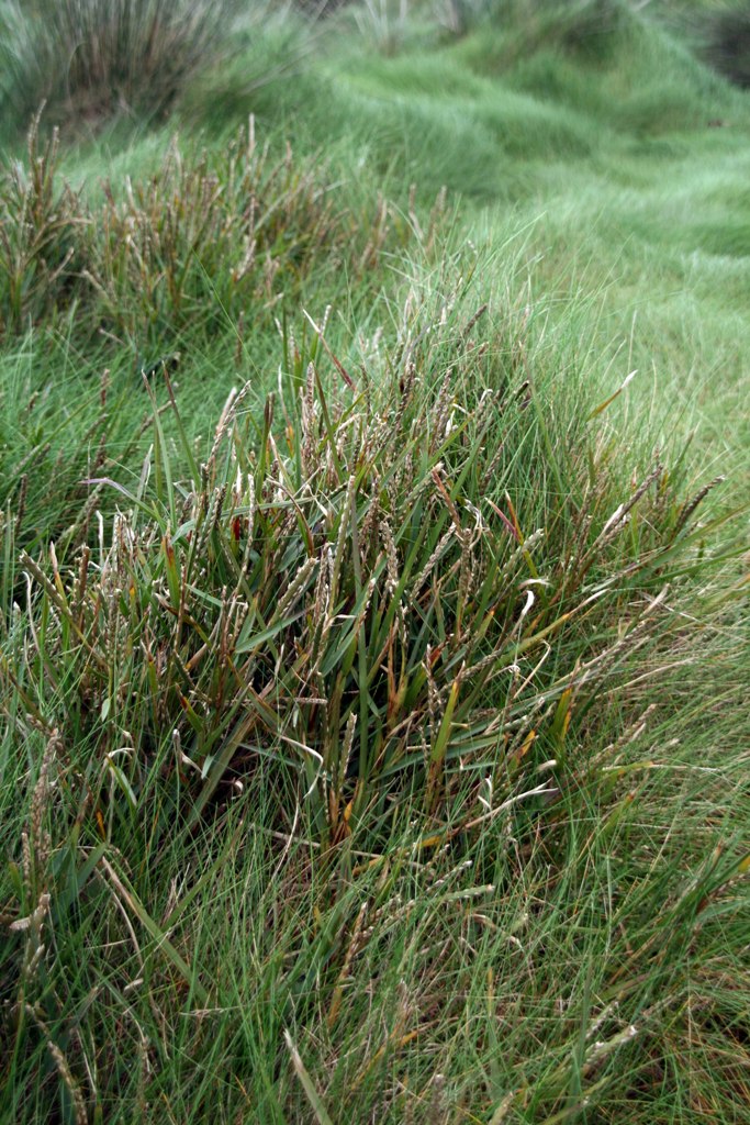 [Stenotaphrum secundatum0251.JPG]