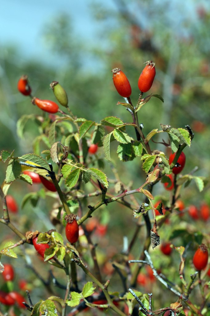 [Rosa micrantha0240.JPG]