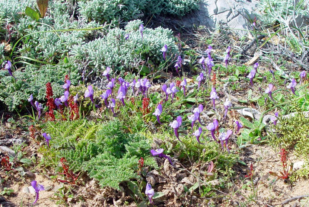 [PLAN Linaria amethystea 168.jpg]