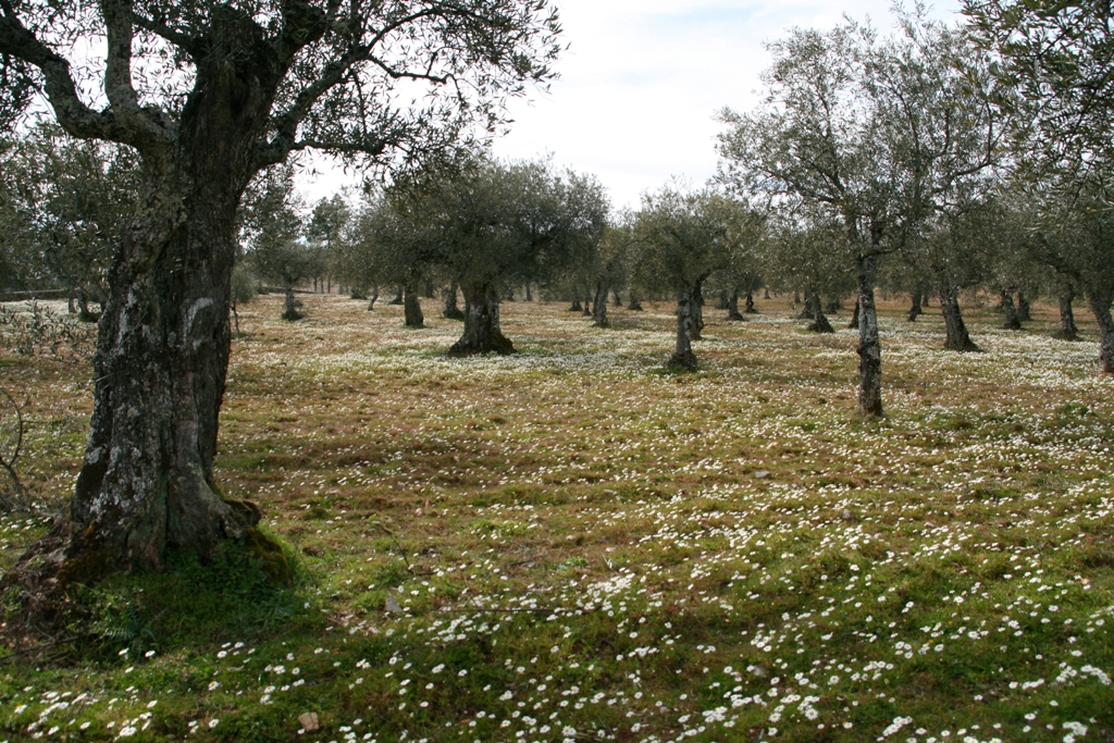 [Chamaemelum fuscatum0296.JPG]