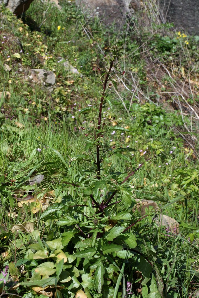 [Scrophularia sublyrata0301.JPG]