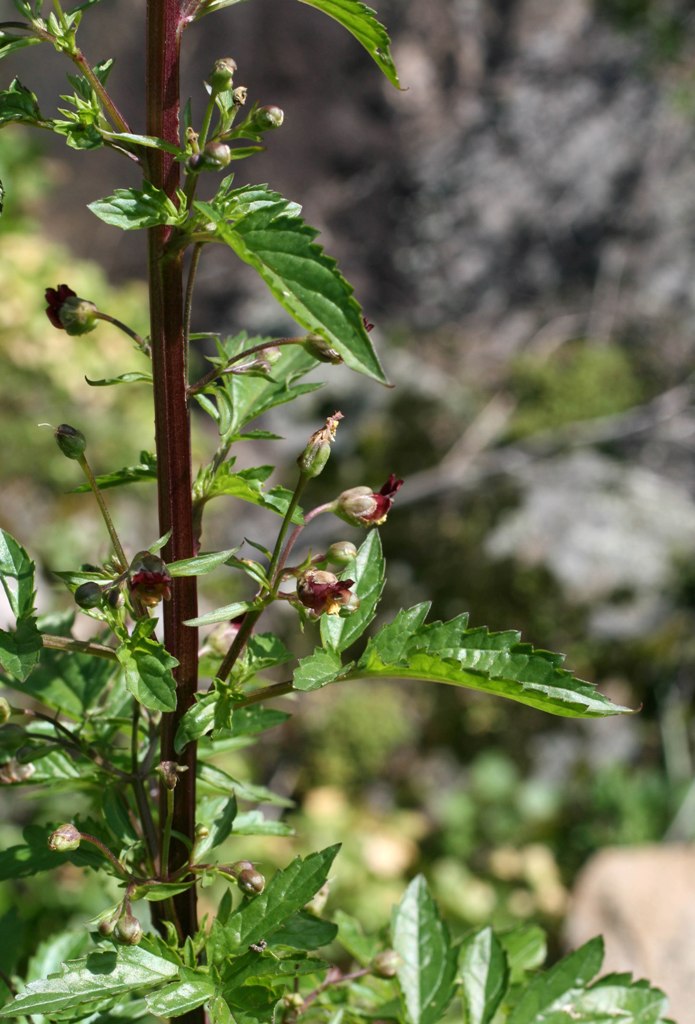 [Scrophularia sublyrata0299.JPG]