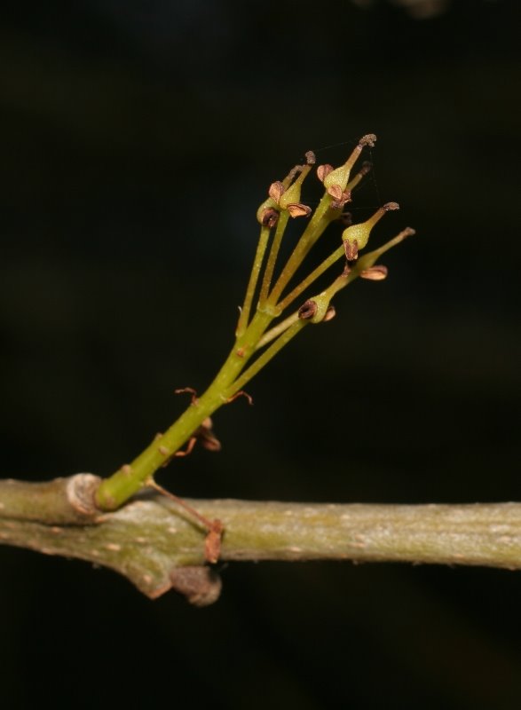 [Fraxinus+angustifolia.jpg]