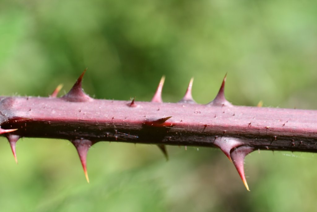 [Rubus+brigantinus0116.JPG]