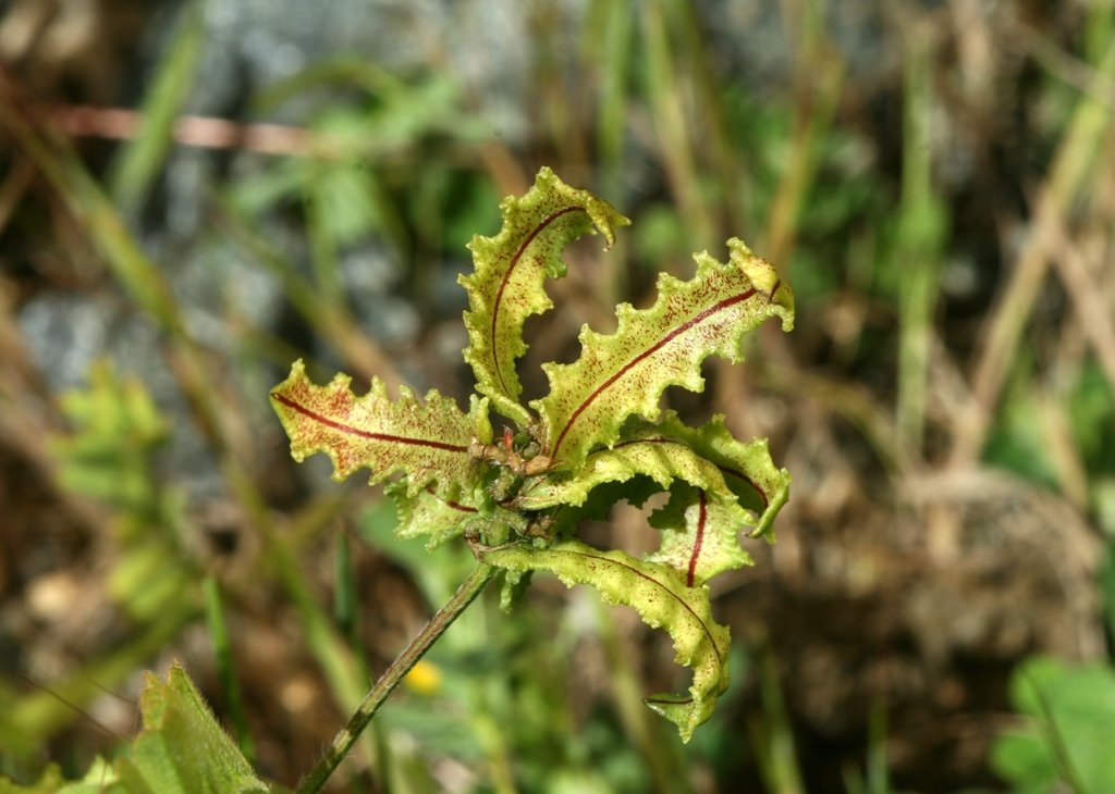[Astragalus+pelecinus+1.JPG]