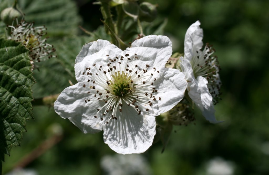 [Rubus+lainzii0113.JPG]