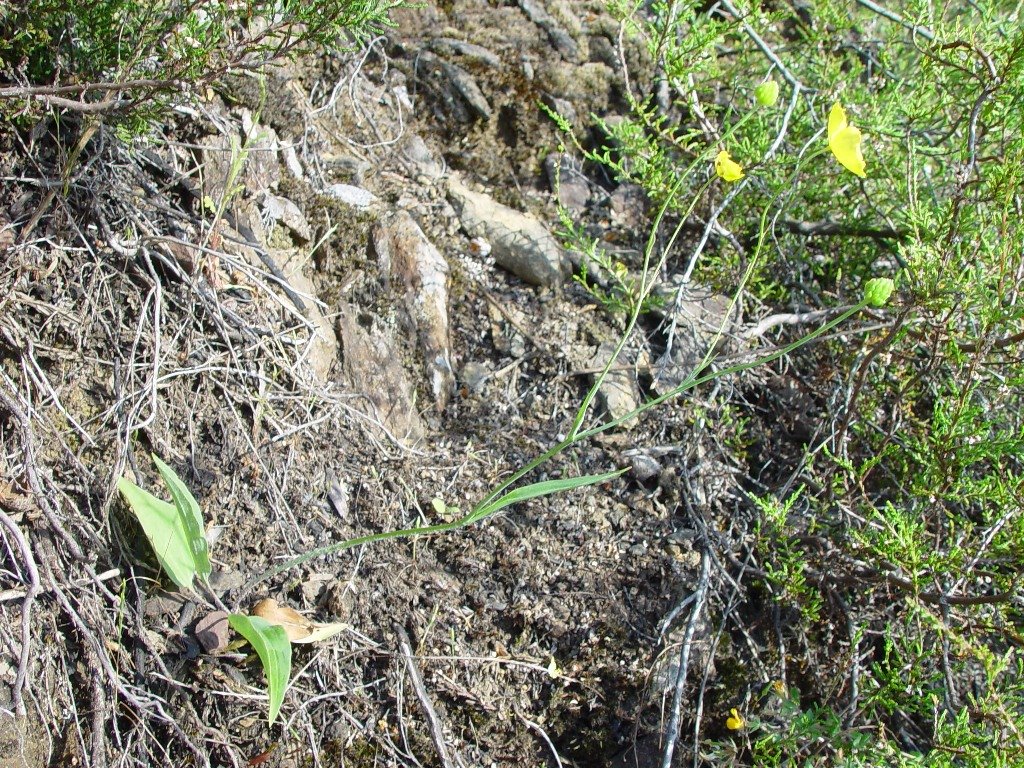 [Ranunculus+bupleuroides.JPG]