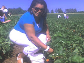 Strawberry Picking