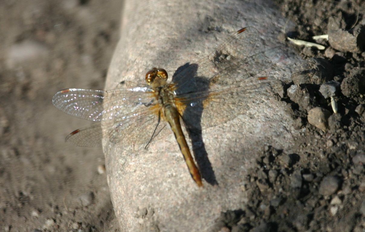 [dragonfly3018.jpg]